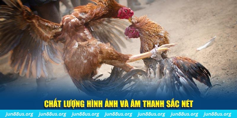79 king gà chọi tiêu phong