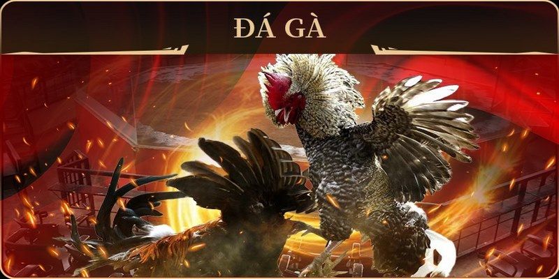 79 king đá gà trực tiếp campuchia