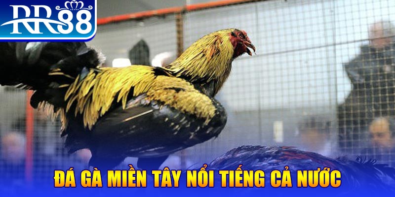 79 king đá gà 88